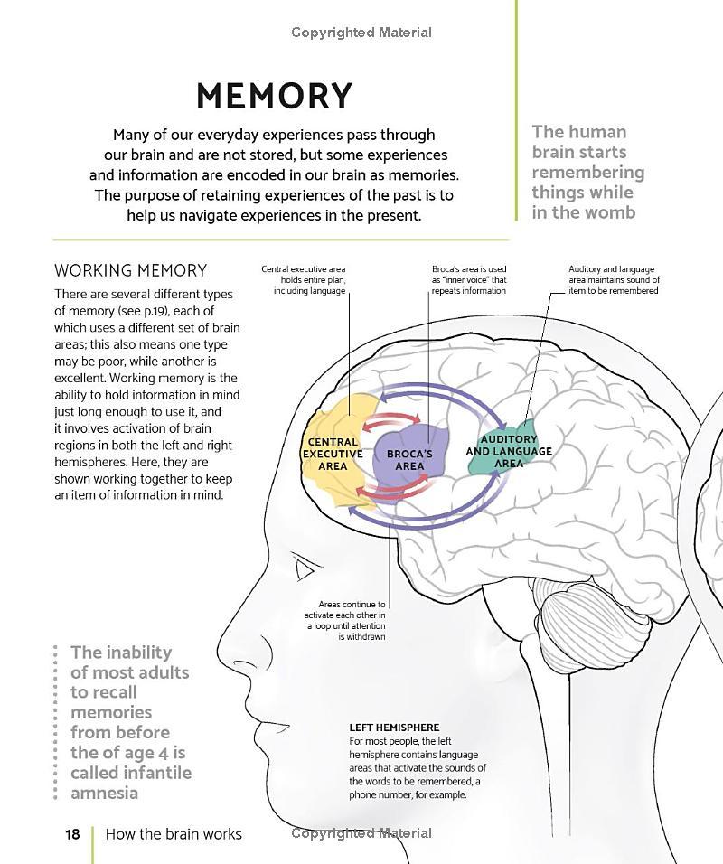 The Brain Fitness Book: Activities And Puzzles To Keep Your Mind Active And Healthy