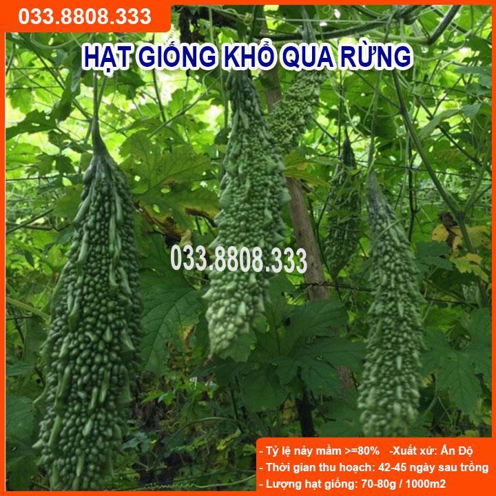 HẠT GIỐNG KHỔ QUA RỪNG CHẤT LƯỢNG CAO, GIỐNG CHUẨN