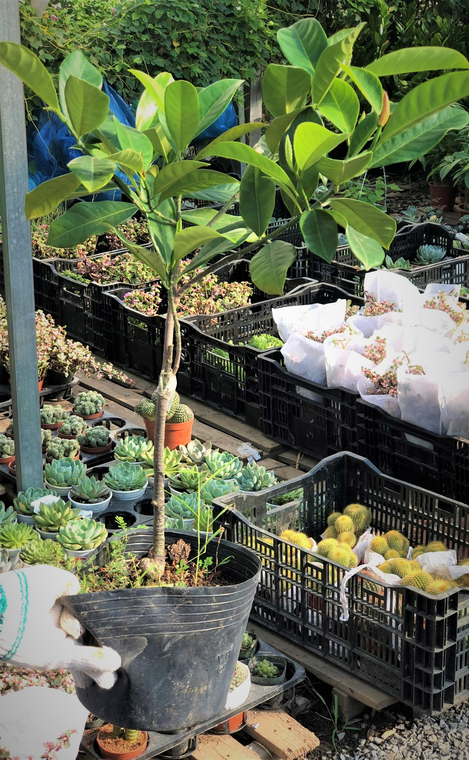 Cây giống mít Tố Nữ