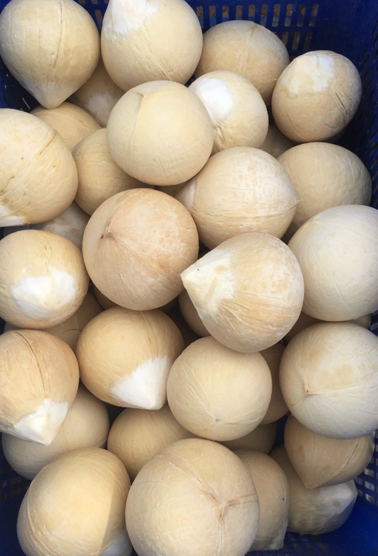 Dừa xiêm chuẩn ngon, ngọt - HNH Food Farm