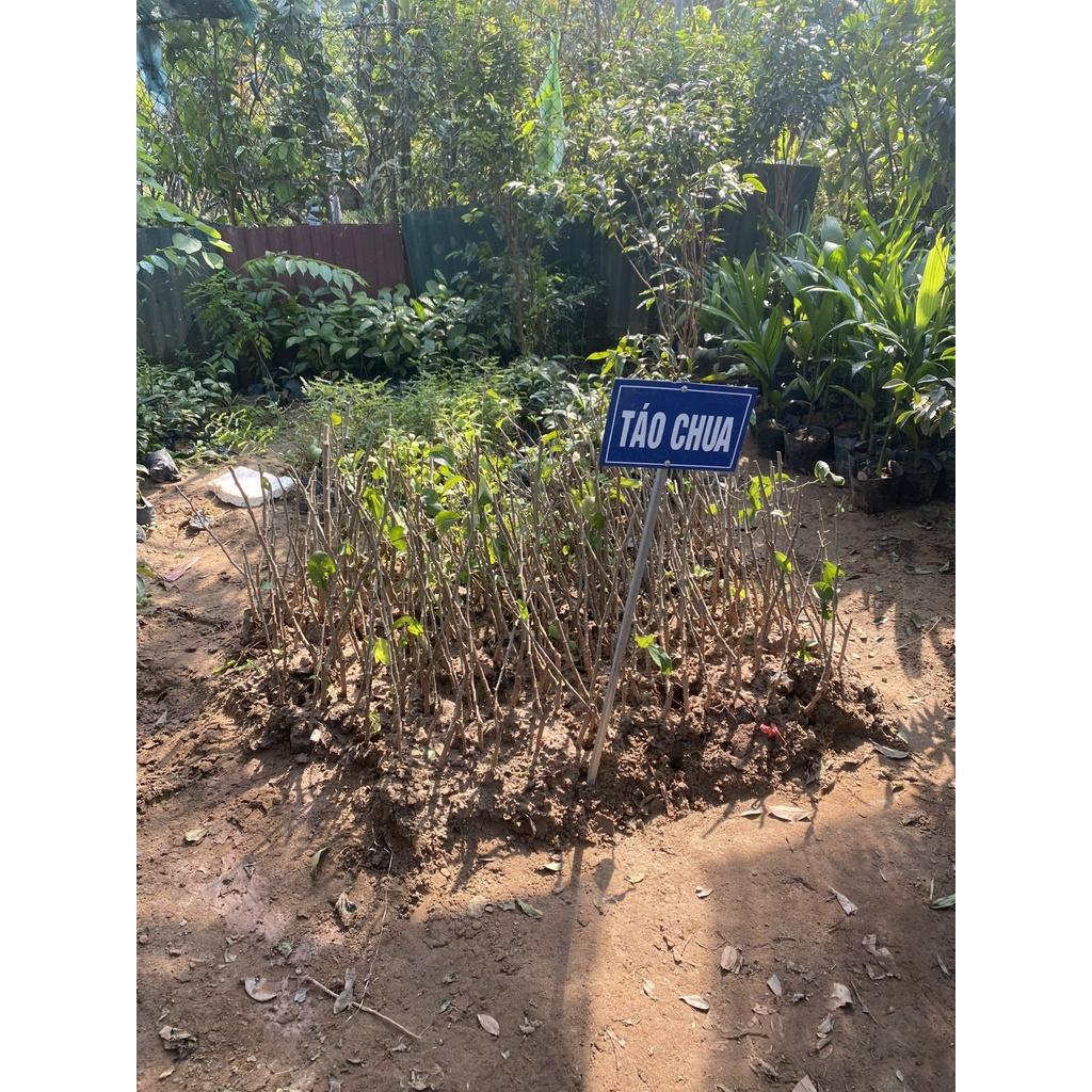 Cây Táo Chua Gia Lộc siêu sai trái cho năng suất cao giống chuẩn F1