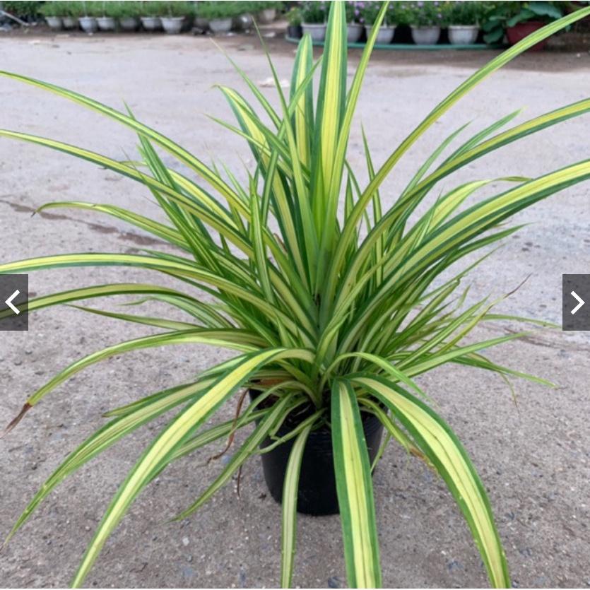Cây trầu bà cánh én leo cột cao 45-50cm, cây cảnh phong thủy trồng nội thất, trang trí sân vườn, ban công
