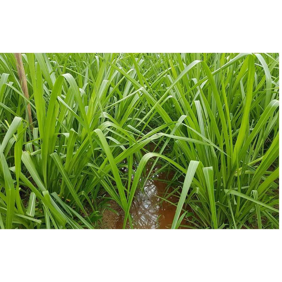 Hạt giống cỏ xả chịu ngập UBON Paspalum