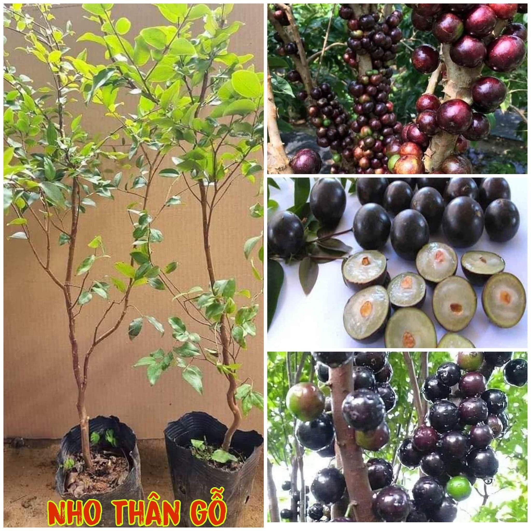 Cây Giống Nho Thân Gỗ Thường [Cây Siêu Khỏe, Bầu To Cao Hơn 1M Như Hình ]  [J&T]