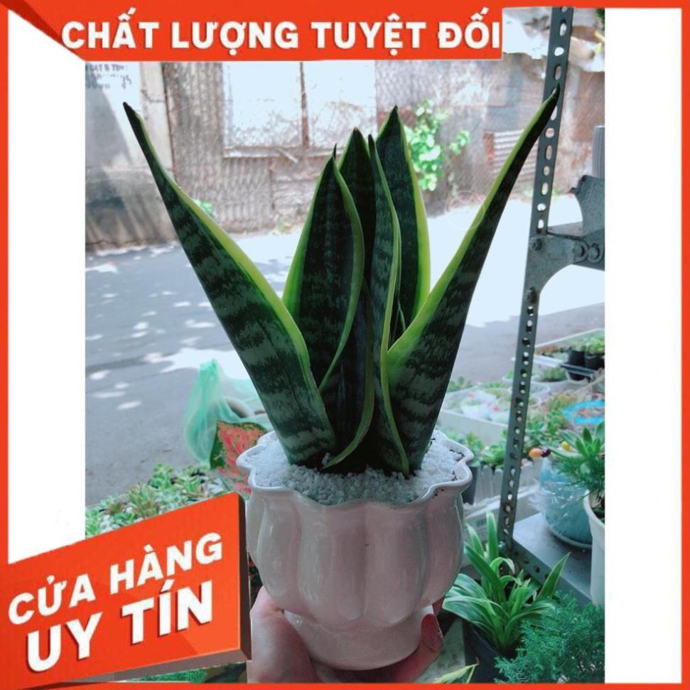 Chậu Lưỡi Hổ Để Bàn Làm Việc