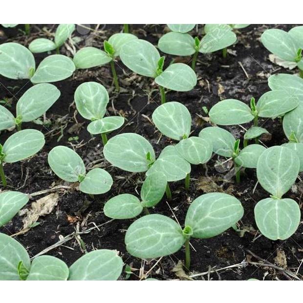 Hạt giống dưa hấu đỏ, đóng gói 0.5gr, cực dễ trồng