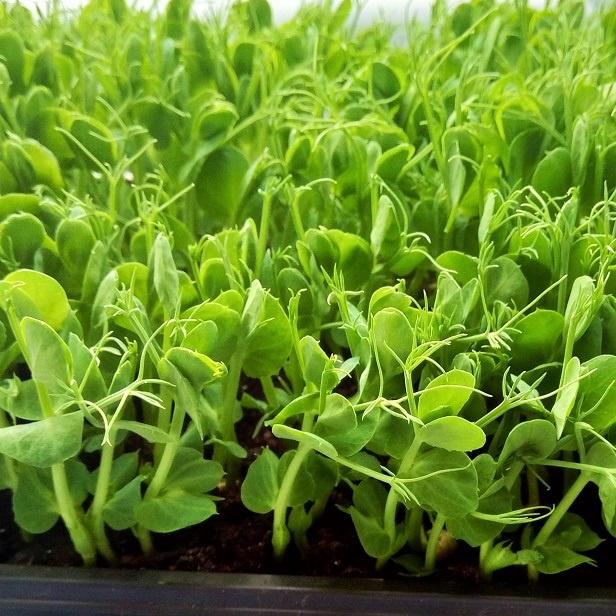 Hạt giống rau mầm đậu hà lan gói 50gr - Giàu đạm