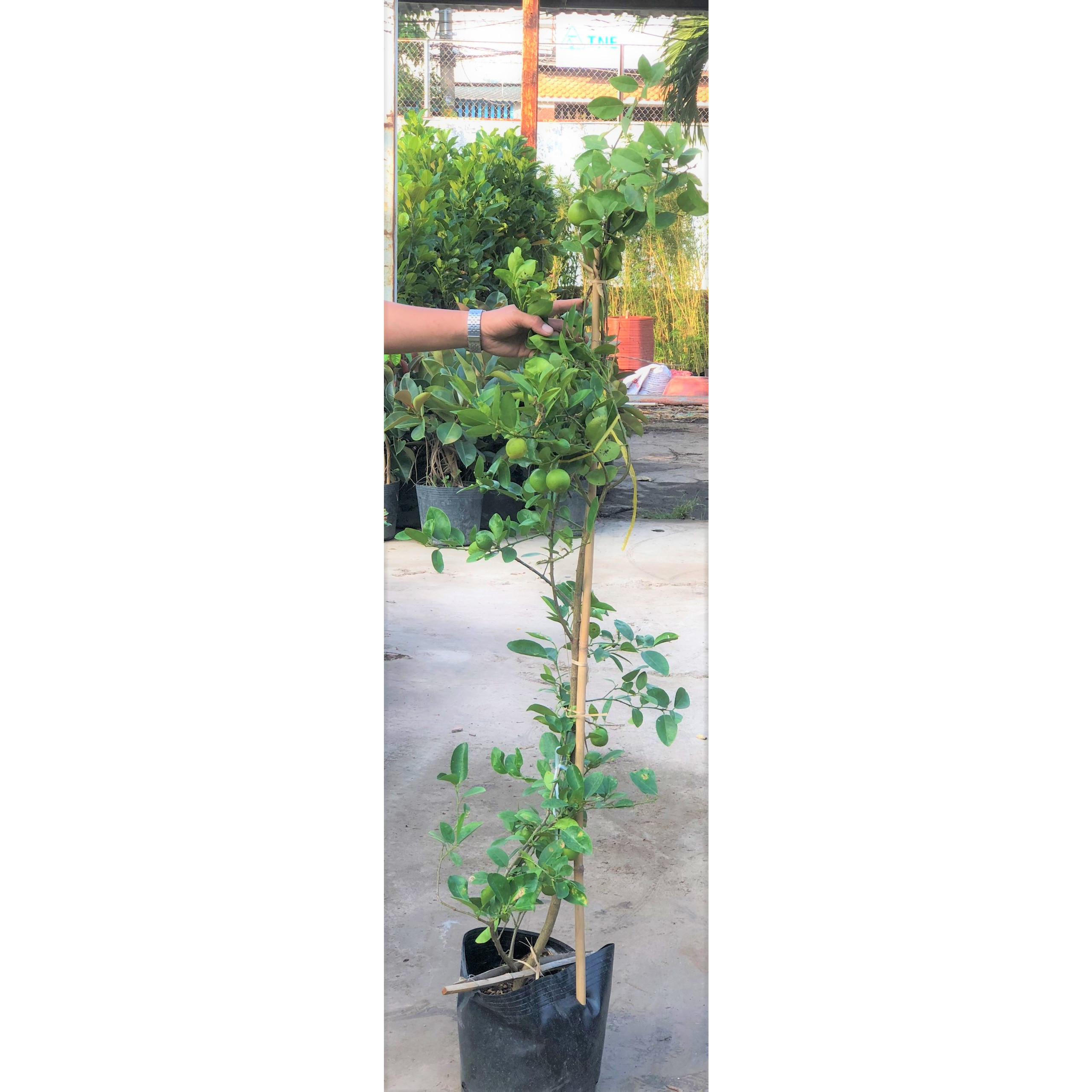 Cây chanh giấy cao 120- 150 cm đang có trái