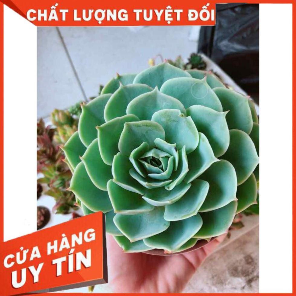 Combo sen đá xanh đất kèm chậu sứ trắng Nhiều Người Mua