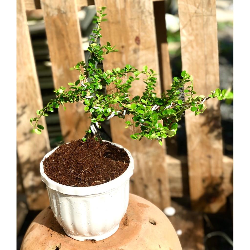 Chậu cây trà Phúc Kiến Bonsai