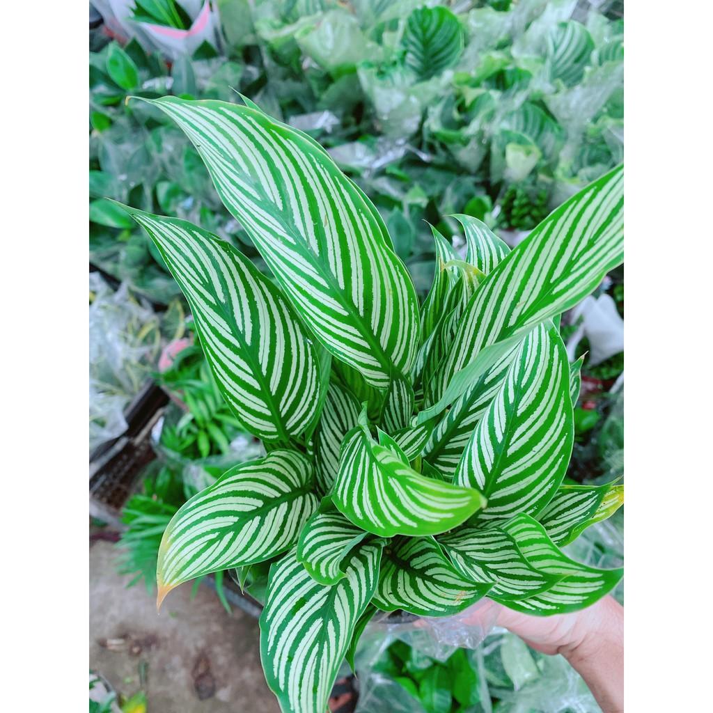 Đuôi Công Xanh Sọc Trắng Lá Nhỏ