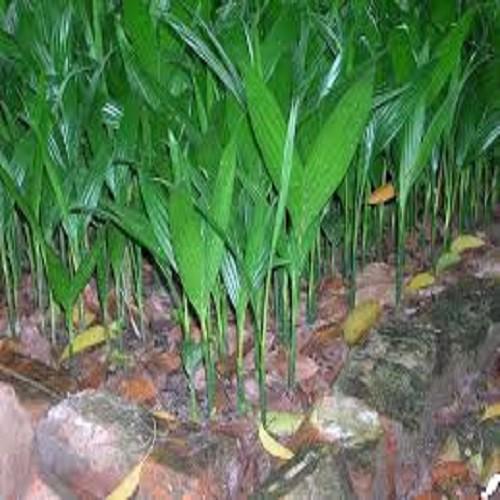 CÂY GIỐNG CAU TỨ THỜI SIÊU QUẢ- CAM KÊT GIỐNG CHUẨN F1