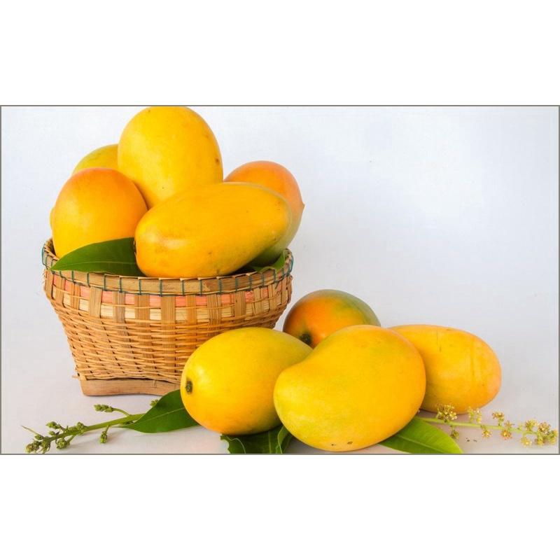 Cây giống Xoài Thanh Ca trồng chậu được.