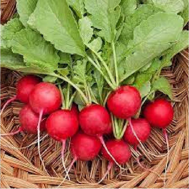 Hạt giống củ cải đỏ tí hon-gói 5gram/tặng kèm gói phân bón lót