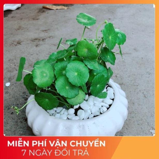Chậu Cỏ Đồng Tiền