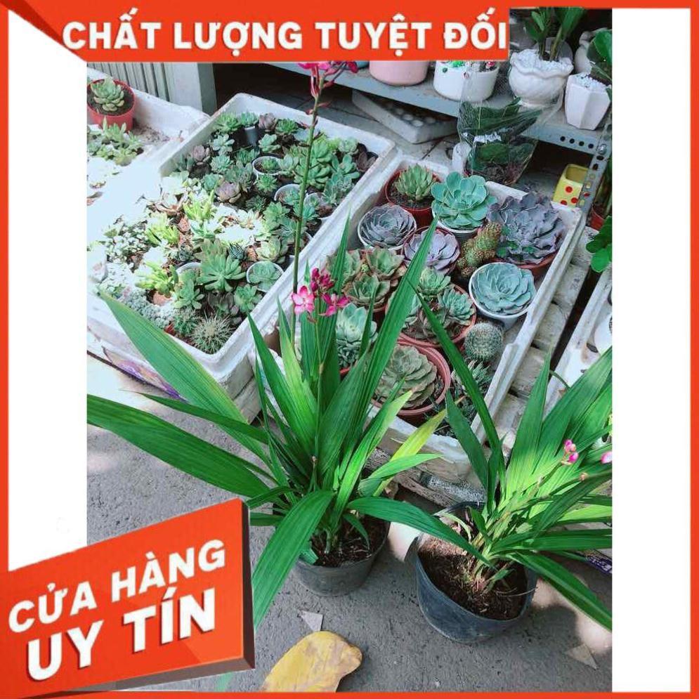 Chậu Lan Đất Nhiều Người Mua