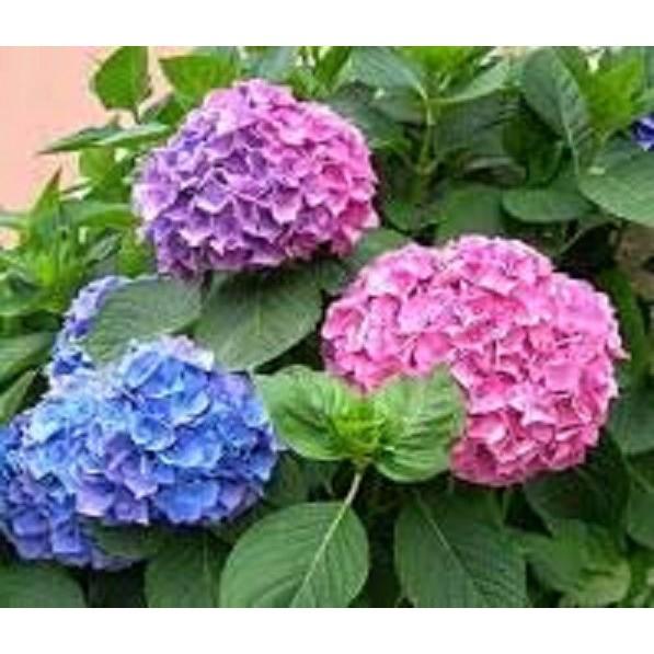 COMBO 2 CÂY HOA CẨM TÚ CẦU hoa siêu to siêu đẹp phát triển nhanh, ra hoa to đẹp