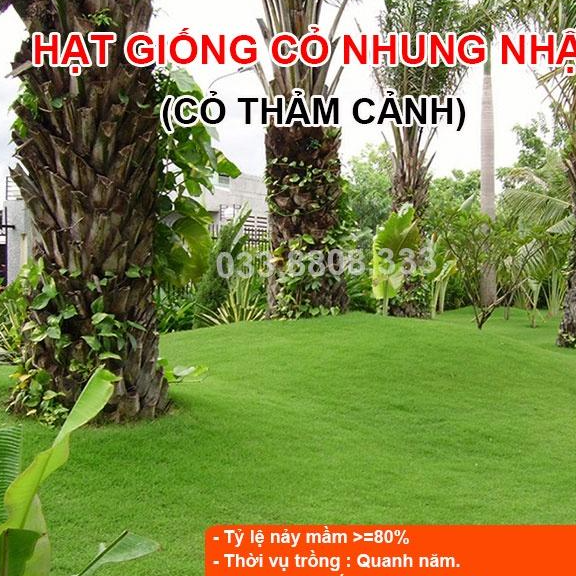 Hạt Giống Cỏ Nhung Nhật - Cỏ Sân Vườn - Hạt Giống Cỏ Thảm - Cỏ Cảnh