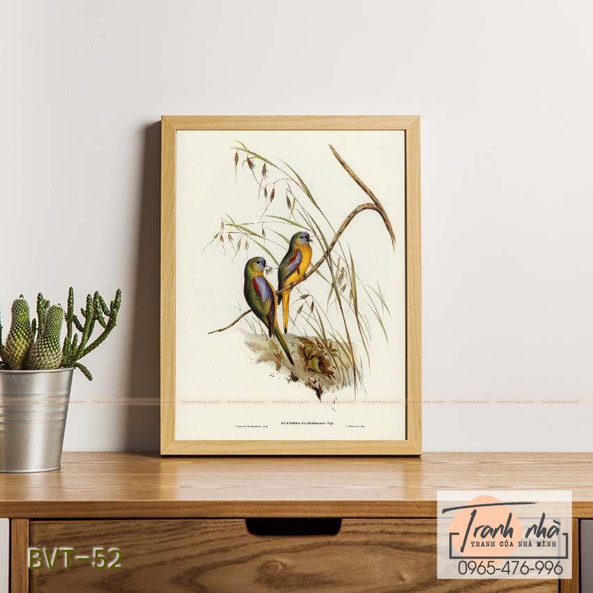 Tranh canvas vintage  - Vẹt đuôi dài (Euphema pulchella) - BVT-52