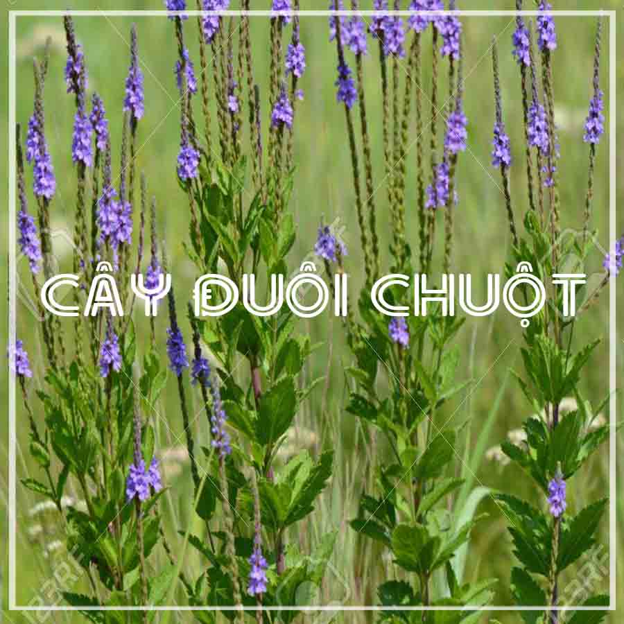 Cây Đuôi Chuột khô đóng gói 1kg