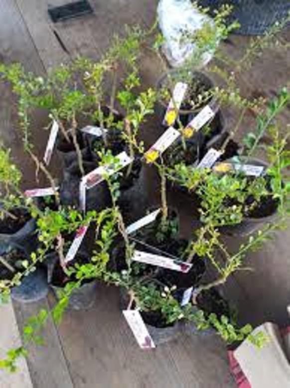 Cây giống chanh ngón tay thái lan quả sai cho quả sau 6 tháng trồng