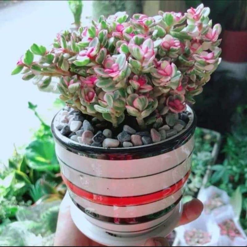 02 Chậu Sen Đá Cẩm Thạch Size Lớn Siêu Cute Loại 01