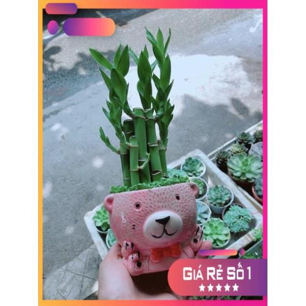 Chậu Trúc Phát Tài Gấu Hồng