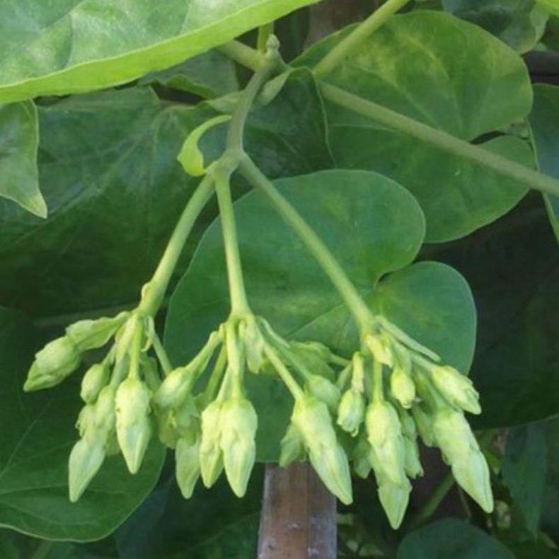 COM BO 2 CÂY GIỐNG HOA THIÊN LÝ SIÊU HOA cây giống thuần chủng F1