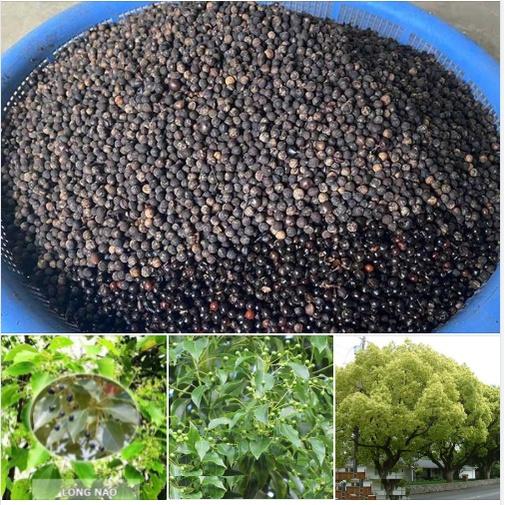 Hạt Giống Cây Long Não  CT570 - Gói 10 hạt