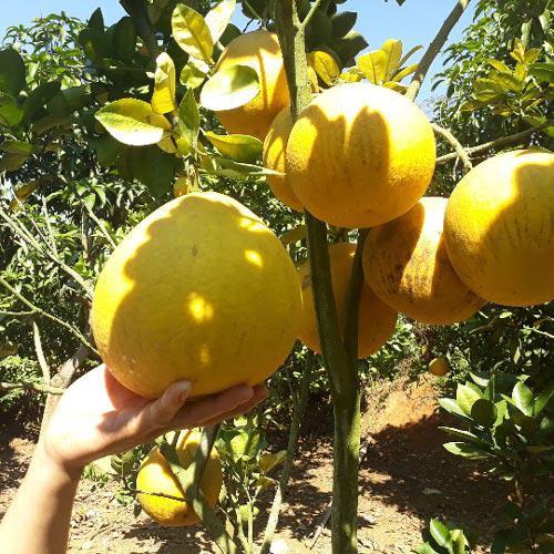 Cây bưởi diễn ghép CHẤT LƯỢNG UY TÍN
