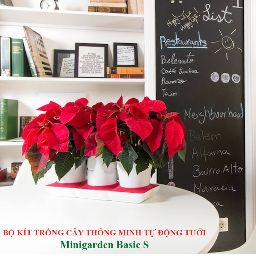 Chậu Cây Tự Dưỡng Thông Minh nhập khẩu Bồ Đào Nha giúp cây trồng tự động tưới, tự bón phân và dành cho người bận rộn nhưng yêu thiên nhiên
