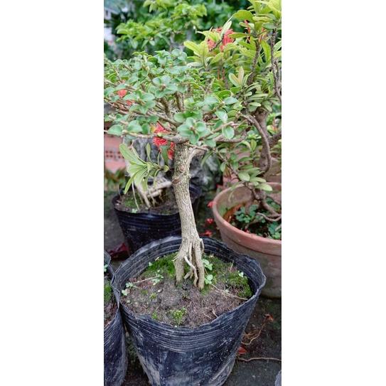 Sam Hương Bonsai