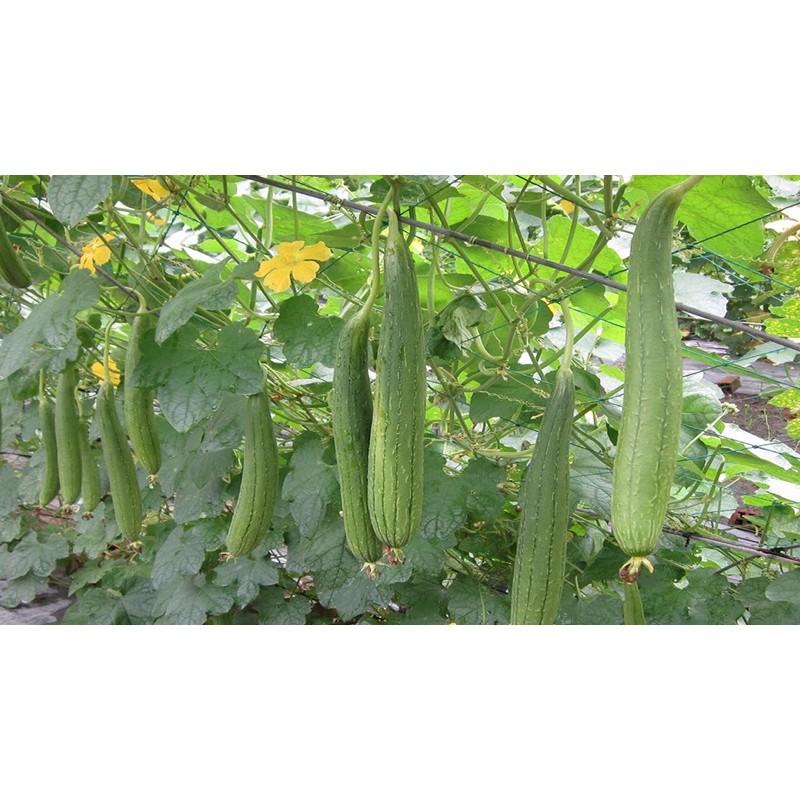 Hạt giống Mướp hương f1 siêu thơm
