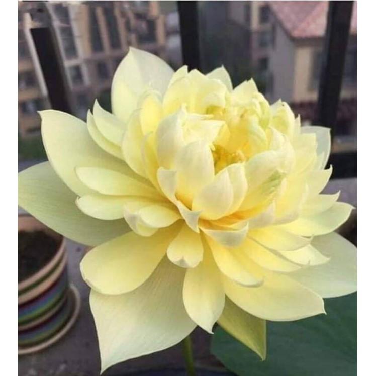 Hạt giống sen bách diệp vàng