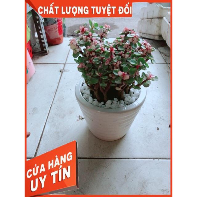 Chậu Sen Đô La
