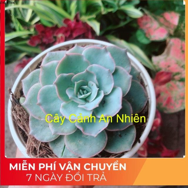 Sen Đá Hồng Phấn