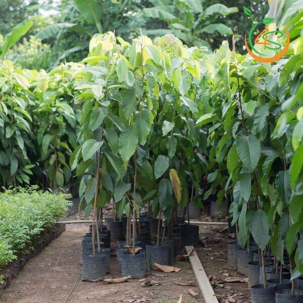 Cây giống Dầu rái .