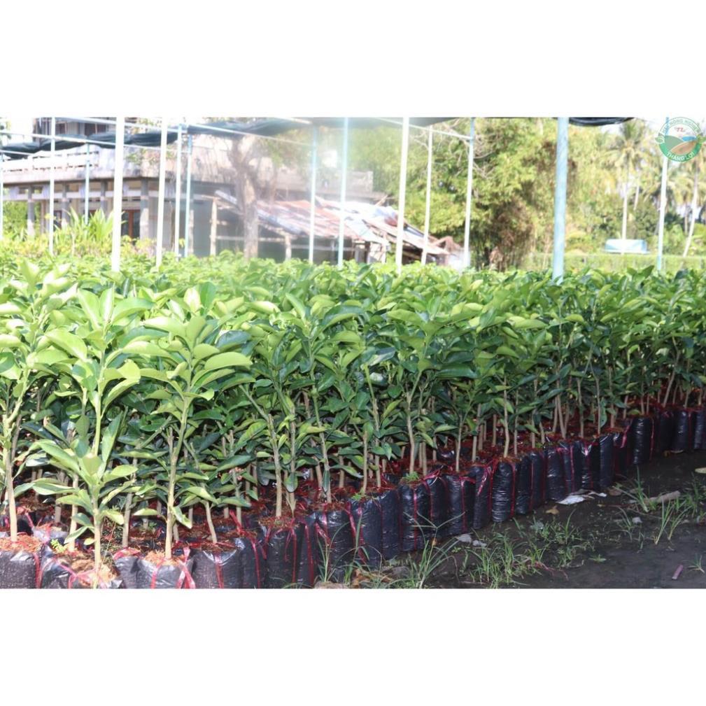CÂY GIỐNG BƯỞI DIỄN SIÊU NGON SIÊU QUẢ- CAM KÊT GIỐNG CHUẨN F1 + Tặng 01 cây dâu da đất