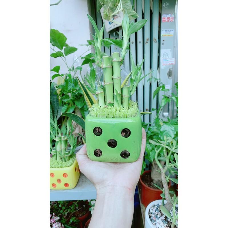 Chậu Trúc Phát Tài Chậu Xúc Xắc