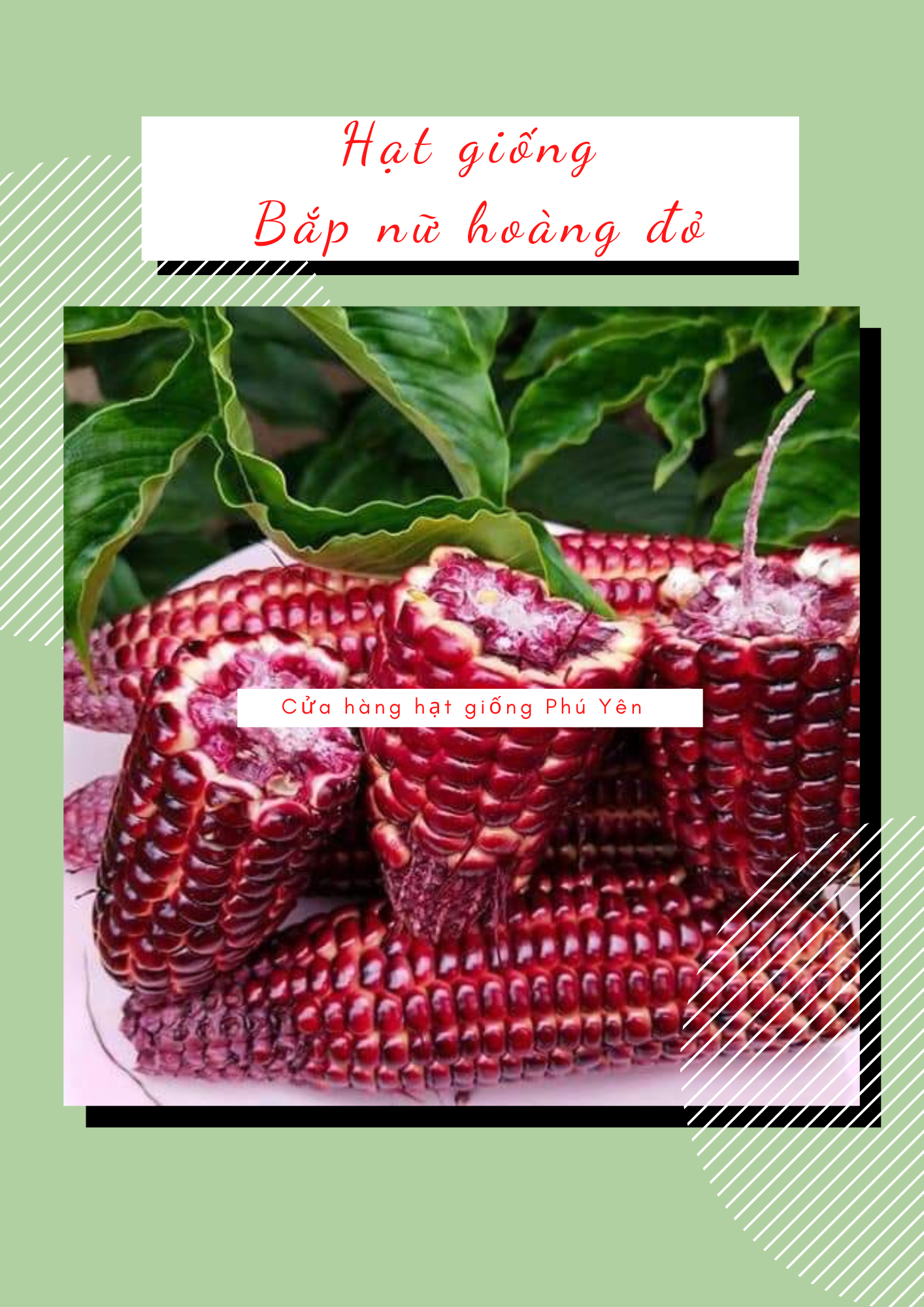 5 gói hạt giống bắp nữ hoàng đỏ