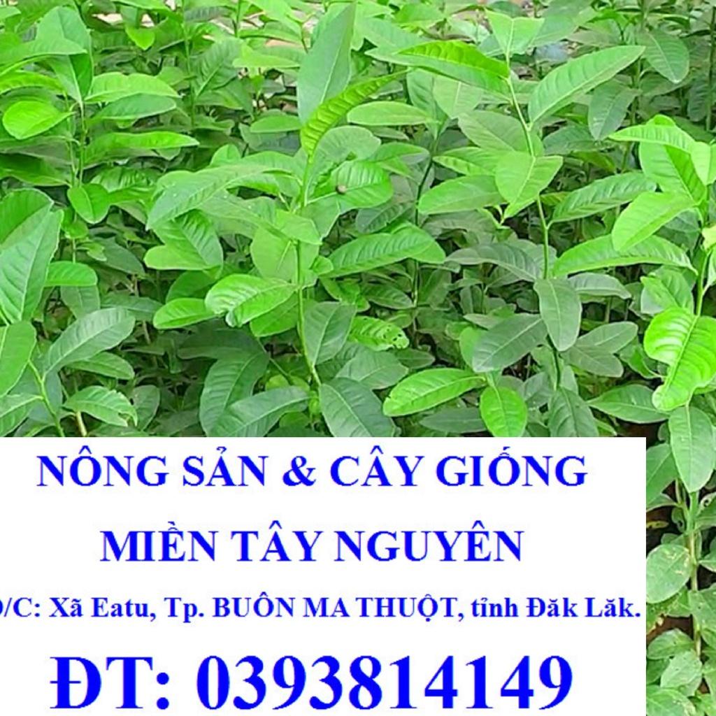 CÂY GIỐNG CHANH VÀNG MỸ *