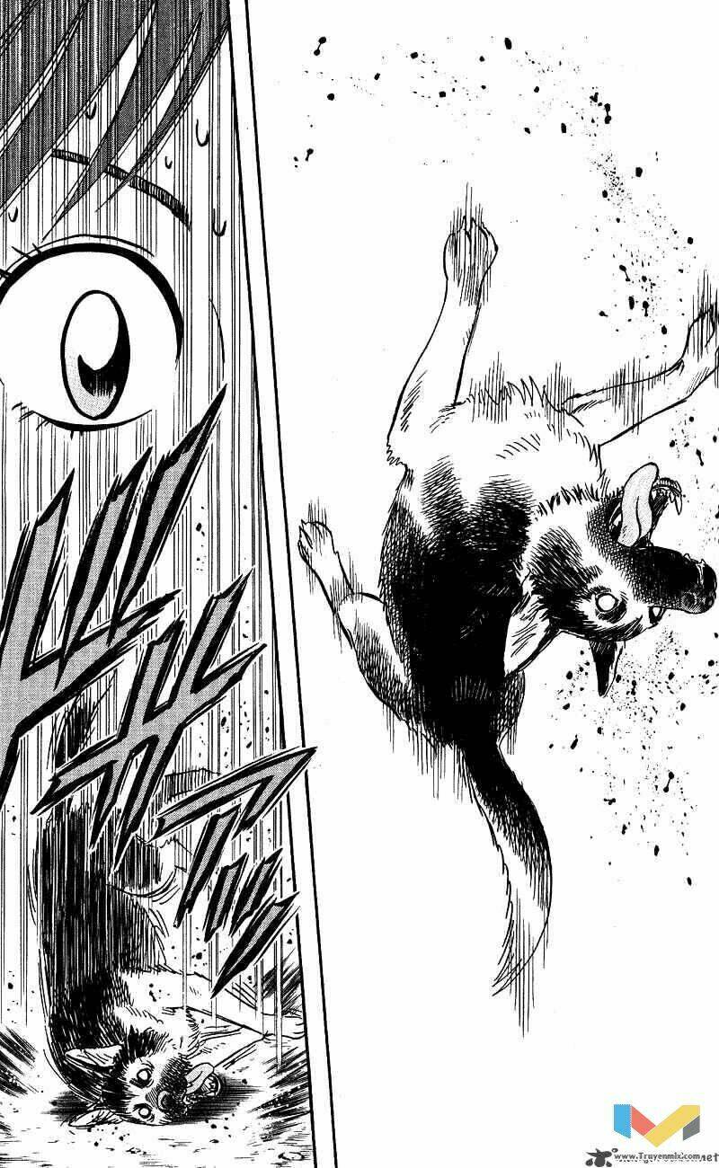 animal sense chapter 13 21