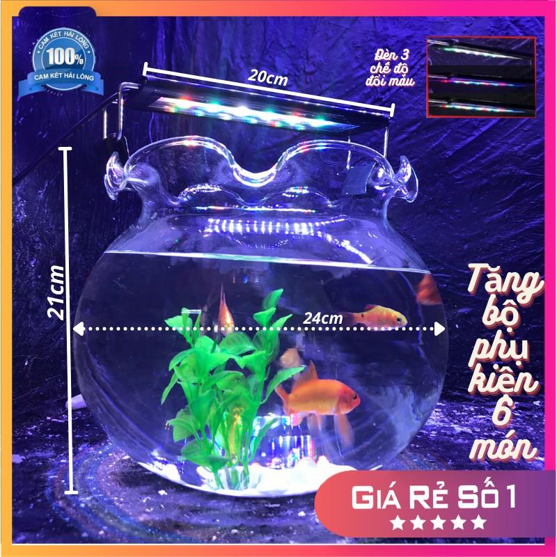 Bể cá mini tai bèo COMBO Hồ Đèn, châu cá thủy sinh tặng phụ kiện trang trí