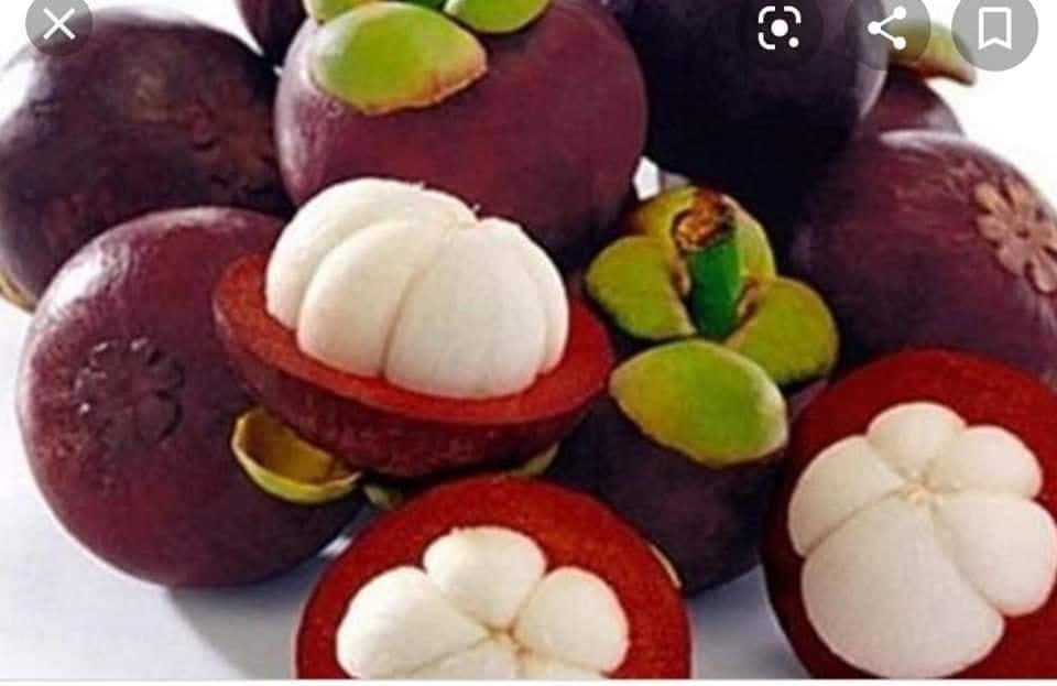 CÂY GIỐNG MĂNG CỤT