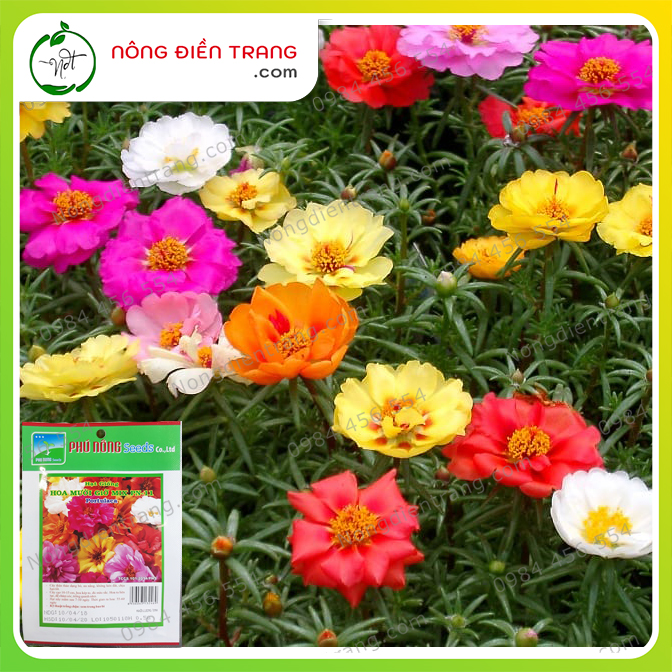 Hạt Giống Hoa Mười Giờ Mix Phú Nông - Gói 500mg - Dễ Trồng, Chịu Hạn Tốt, Hoa Kép To, Đủ Sắc VTNN Nông Điền Trang