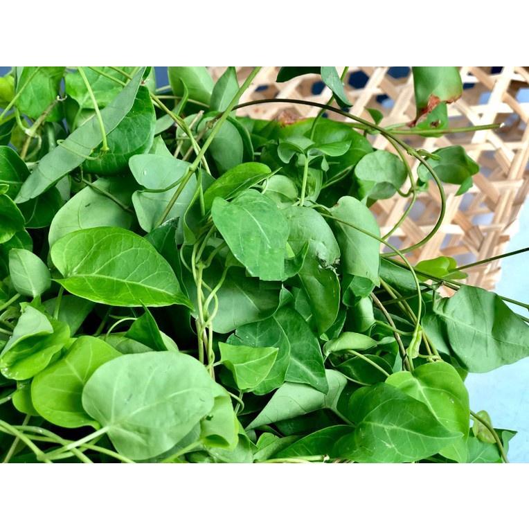 Cây giống cây lá giang nấu canh chua- cây giống bầu ổn định
