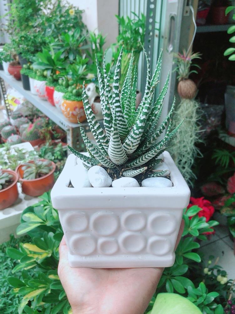 Chậu Cây Xương Rồng May Mắn