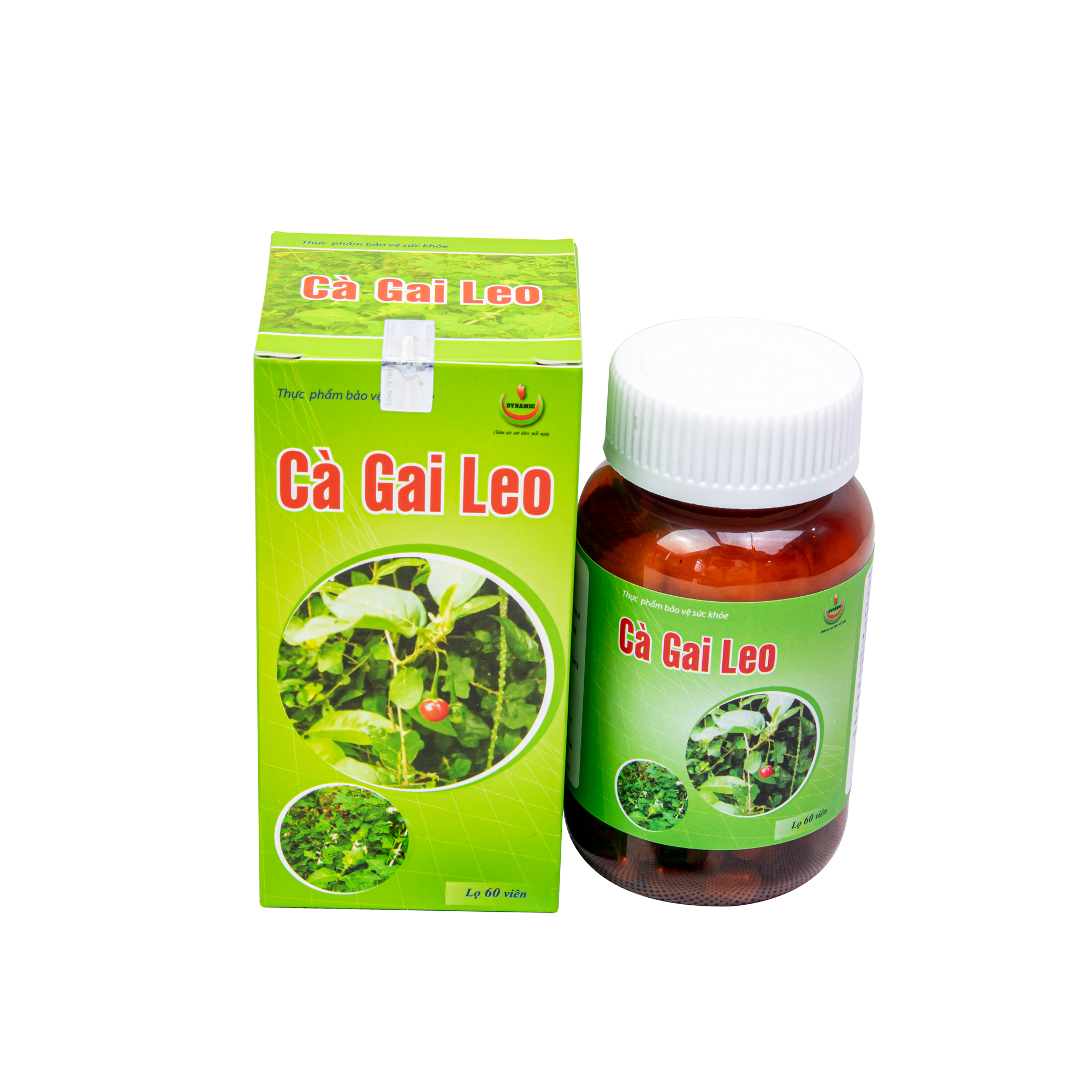 Cà gai leo - Năng Động - giải độc gan, giảm mề day, vàng da