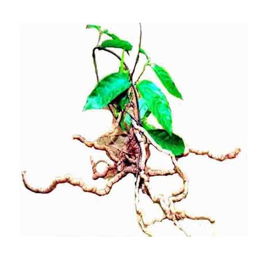 CÂY GIỐNG BA KÍCH TÍM XỊN