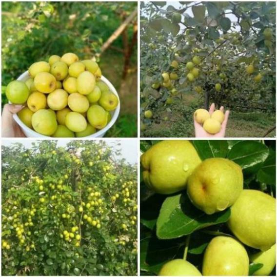 Cây giống Táo Đào Vàng cây giống chuẩn hàng F1 sai quả, năng suất cao